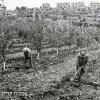 1953 חברים בפרי-הר בקצה השכונה בירושלים